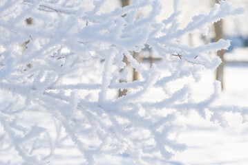 Winter landscape, bush in the snow