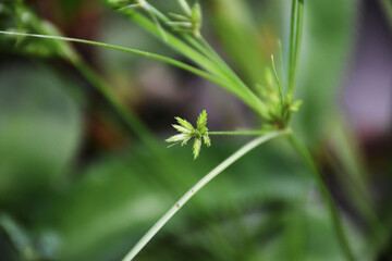 flower grass at relax morning time