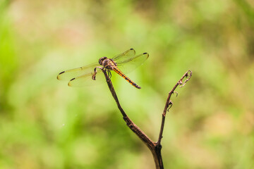 Dragonfly on a branch