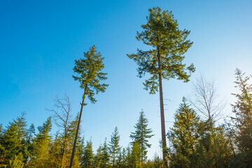 Sunlit pines in a colorful forest in bright sunlight in winter, Baarn, Lage Vuursche, Utrecht, The Netherlands, February 28, 2021