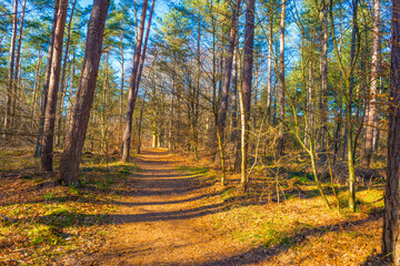 Sunlit pines in a colorful forest in bright sunlight in winter, Baarn, Lage Vuursche, Utrecht, The Netherlands, February 28, 2021
