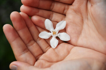 White flowers in the hands of women