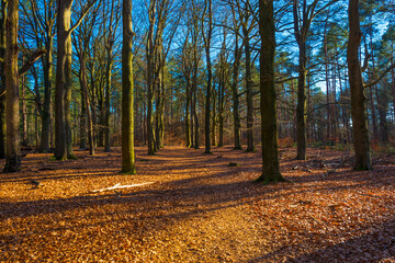 Sunlit trees in a colorful forest in bright sunlight in winter, Baarn, Lage Vuursche, Utrecht, The Netherlands, February 28, 2021