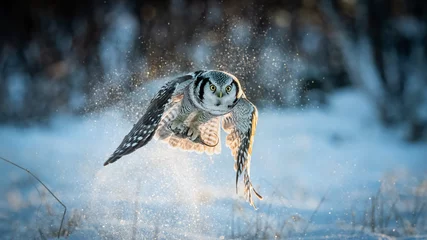 Fototapete Schnee-Eule Northern Hawk owl (Surnia ulula) catching a mouse in minus 30 degrees celsius in Norway 