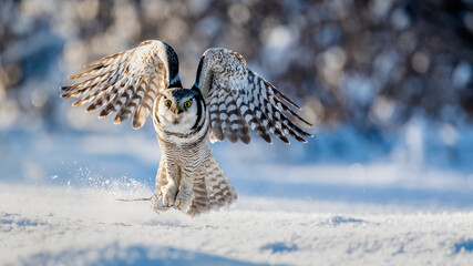 Northern Hawk owl (Surnia ulula) catching a mouse in minus 30 degrees celsius in Norway 