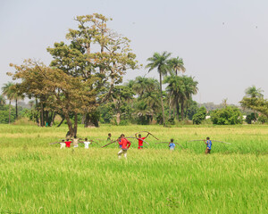 Champs de Guinée Bissau