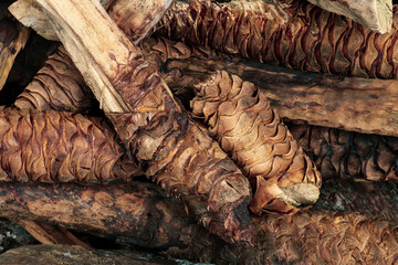 Madre Cuishe agave mezcal