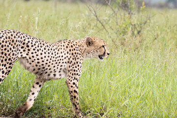 Kruger National Park: Cheetah walking in the roadlying in the road