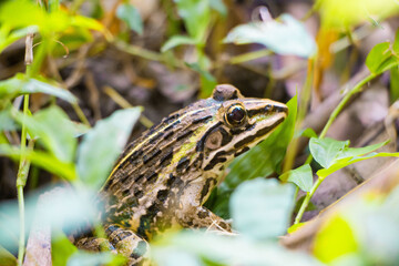Frog in the grass