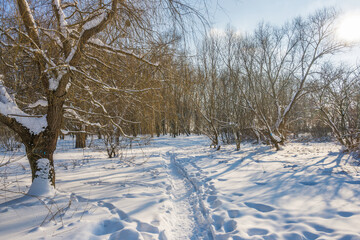 Obraz premium Sunny day in the frosty forest in the winter season. Landscape with forest and perfect sunlight with snow and clean sky. Beatuful contrast of snow shapes and shadows