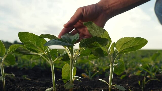 agriculture environmental protection. farmer hand touches pouring sunflower plants low on eco black soil. farmer hand checks the crop in agriculture. planet protect concept