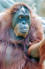 Orangutan © Julius Fekete