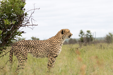 Kruger National Park: Cheetah scanning area for possible prey