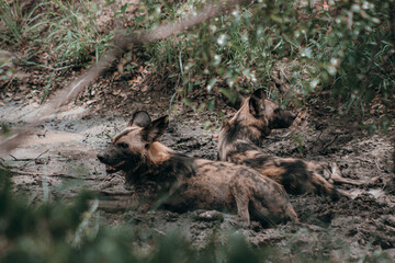 two wild dogs sitting in a pool of mud in the african bush