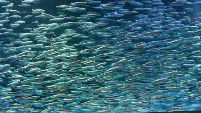 School of fish