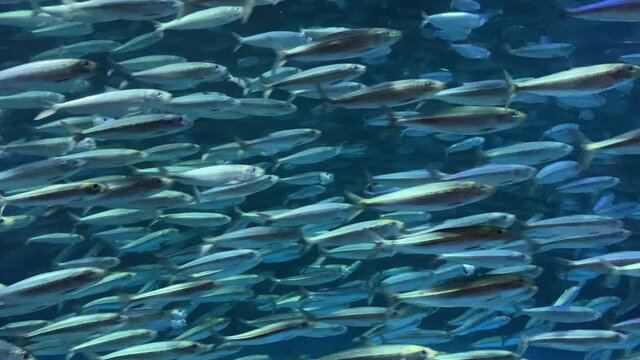 school of fish