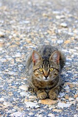 Portraits de chats