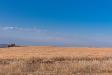 Freshly picked dry cereal field in Andalusia