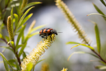 Insect call 