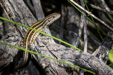 lizard on the ground