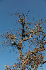 Acorn tree dead against the light