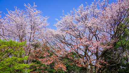 Obraz na płótnie Canvas 春の公園「神奈川県立四季の森公園」桜の花