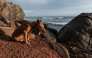 Dziki brązowy pies na wybrzeżu, stojący na skałach na tle oceanu.