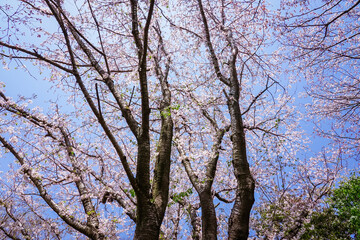 Obraz premium 春の公園「神奈川県立四季の森公園」桜の花