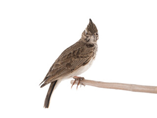 Crested Lark isolated on white background