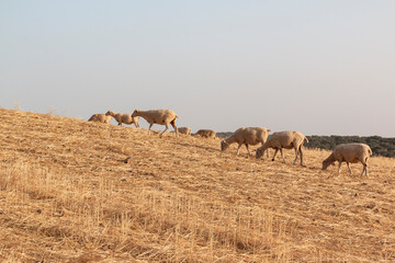 Obraz na płótnie Canvas Sheep grazing in a dry cereal field