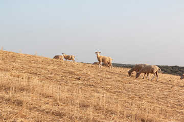 Sheep grazing in a dry cereal field