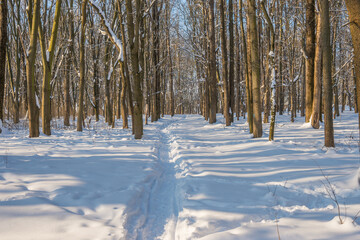 Sunny day in the frosty forest in the winter season. Landscape with forest and perfect sunlight with snow and clean sky. Beatuful contrast of snow shapes and shadows