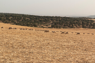 Sheep grazing in a dry cereal field