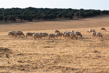 Naklejka na ściany i meble Sheep grazing in a dry cereal field