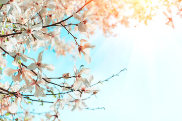 Magnolia flowers on tree against blue sky. Spring background. Soft focus
