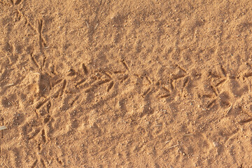 Bird tracks on dry and arid terrain