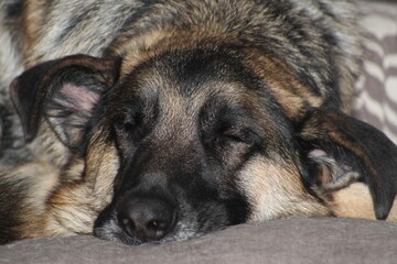 german shepherd dog