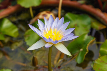 .Purple lotus in the water basin