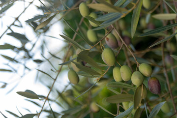 
Olive branch loaded with ripe olives, ready for harvesting