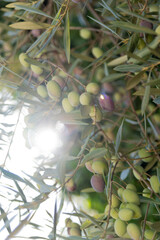 
Olive branch loaded with ripe olives, ready for harvesting