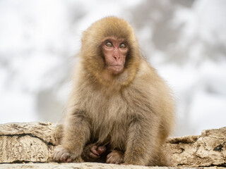 Japanese snow monkey sitting beside hot spring 1