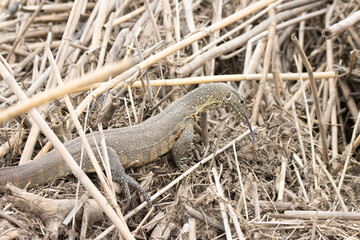 Kruger National Park: Water Monitor searching for food