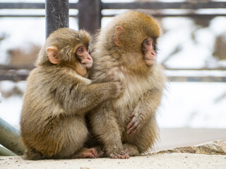 Japanese snow monkey macaques sitting together 1