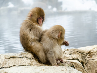 Fototapeta premium Japanese snow monkey grooming beside hot spring