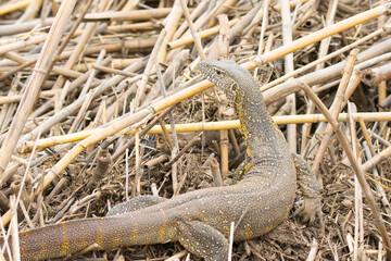 Kruger National Park: Water Monitor searching for food