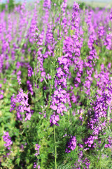 Rose bay willow herb. Rosebay Willowherb, Chamerion angustifolium, Onograceae , pink wildflowers.