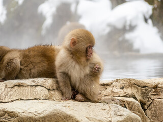 Japanese snow monkey sitting beside hot spring 2