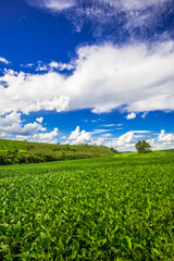 soy plantation, agriculture and development