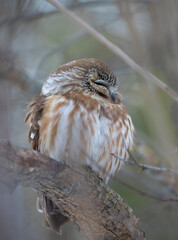 Saw-whet owl roosting on a branch on a rainy winter day in Canada 
