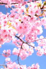 さくら サクラ 桜 春 ピンク 花見 美しい かわいい 綺麗 青空 淡い 入学